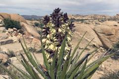 5-Joshua-Tree-NP-4