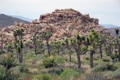 5-Joshua-Tree-NP-5