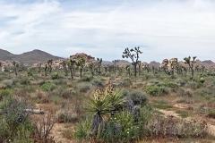 5-Joshua-Tree-NP-6