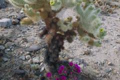 5-Joshua-Tree-NP-8
