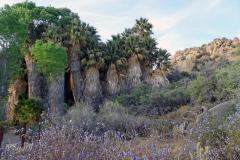6-Palm-Springs-1
