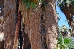 6-Palm-Springs-11