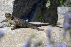 6-Palm-Springs-14