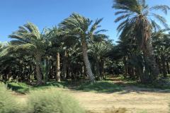 6-Palm-Springs-16
