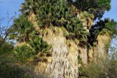 6-Palm-Springs-2