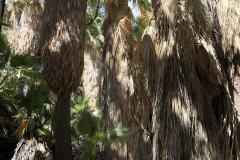 6-Palm-Springs-3