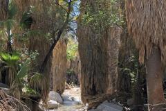 6-Palm-Springs-4