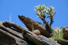 6-Palm-Springs-8