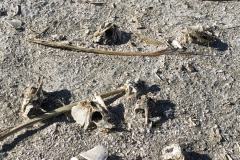 7-Salton-Sea-3