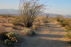 8-Anza-Borrego-State-Park-3
