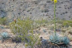 8-Anza-Borrego-State-Park-5