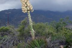 8-Anza-Borrego-State-Park-6