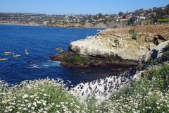 9-La-Jolla-8