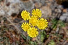 Navacelles - A la Baume Auriol
