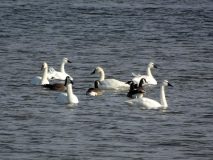 Eastern-Neck-Natl-Wildlife-Ref-04_edited-1