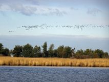Vol d'oies sauvages