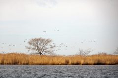 Vol d'oies sauvages