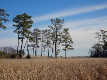 Eastern-Neck-Natl-Wildlife-Ref-33_edited-1