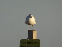 Sandy-Point-State-Park-11