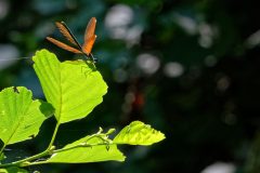 Libellules à Neschers
