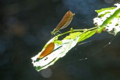 Libellules à Neschers