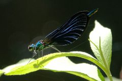 Libellules à Neschers