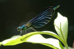 Libellules à Neschers