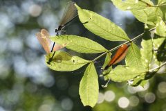 Libellules à Neschers