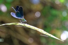 Libellules à Neschers