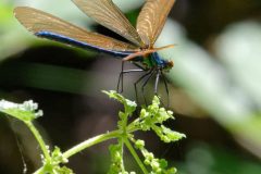 Libellules à Neschers