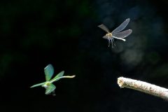 Libellules à Neschers