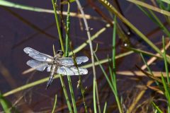 Etang des cascades à Entraigue : libellule