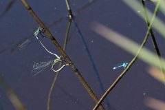 Etang des cascades à Entraigue : libellules