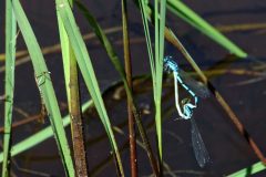 Etang des cascades à Entraigue : libellules