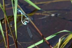 Etang des cascades à Entraigue : libellules