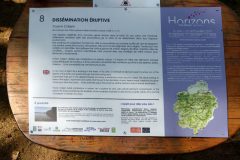 Horizons : Dissémination éruptive - Bois et mousse près de Saint-Genès Champespe