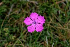 Horizons-Sancy : Buron de Meynialou - oeillet