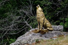 Horizons-Sancy : Orée à Chastreix - Loup de Courlande