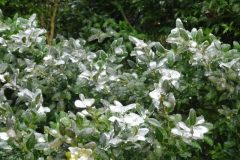Pluie-verglacante-02