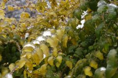 Pluie-verglacante-05