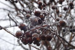 Pluie-verglacante-08