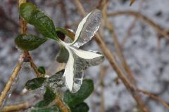 Pluie-verglacante-11