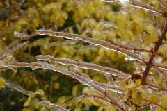 Pluie-verglacante-12