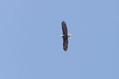 Hurricane Ridge - Bald Eagle (Pygargue à tête blanche)
