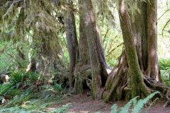 Olympic Mountains - Hoh Rainforest - arbres poussant sur un tronc mort