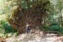 Olympic Mountains - Hoh Rainforest - Alexandre devant un arbre déraciné