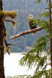 Quinault : Pygargue à tête blanche (Bald Eagle)