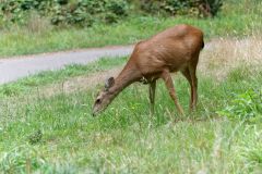 Côte Pacifique : Cape Disappointement - biche