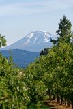 Chaîne des Cascades : Mount Rainier au nord  (4392 m)