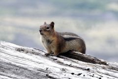 Mount St Helens : Chipmunk